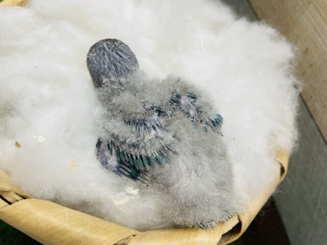 ブルーボタンインコ