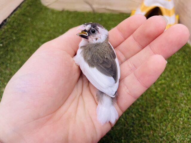 十姉妹（ジュウシマツ）