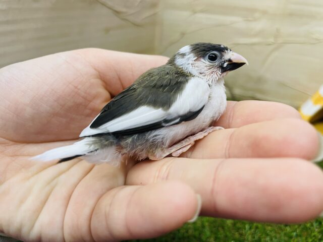 十姉妹（ジュウシマツ）