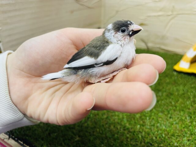 十姉妹（ジュウシマツ）