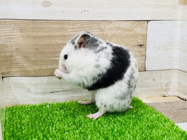 ゴールデンハムスター