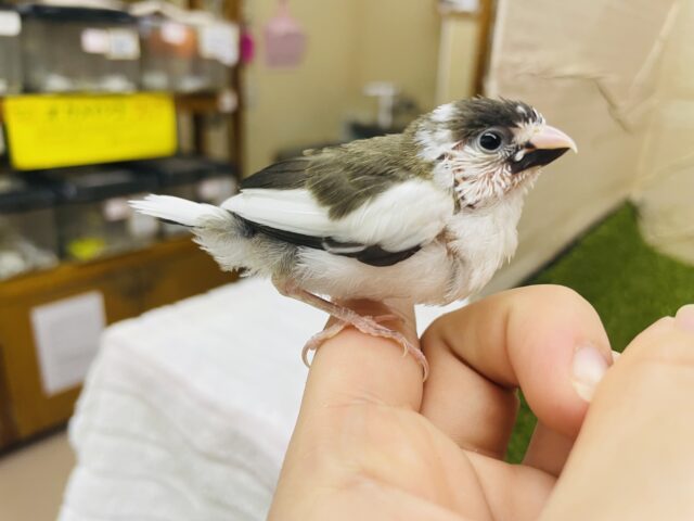 十姉妹（ジュウシマツ）