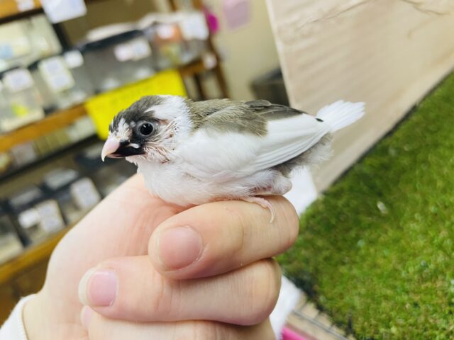 十姉妹（ジュウシマツ）