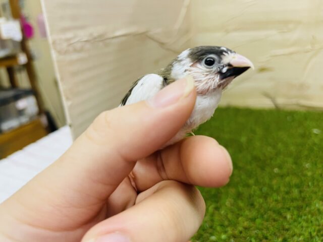 十姉妹（ジュウシマツ）