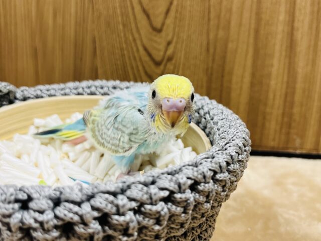 セキセイインコ
