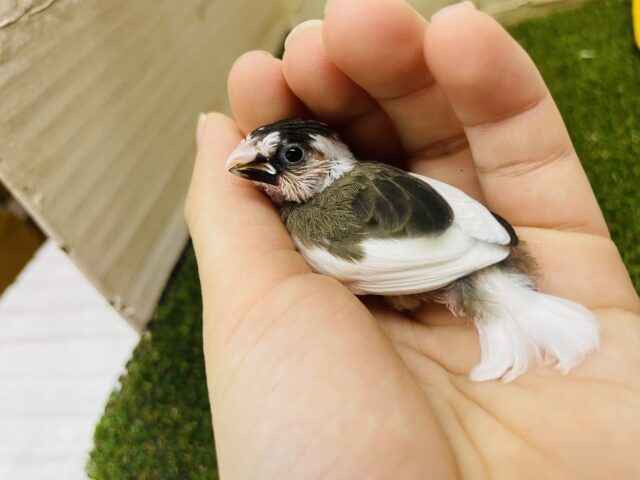 十姉妹（ジュウシマツ）