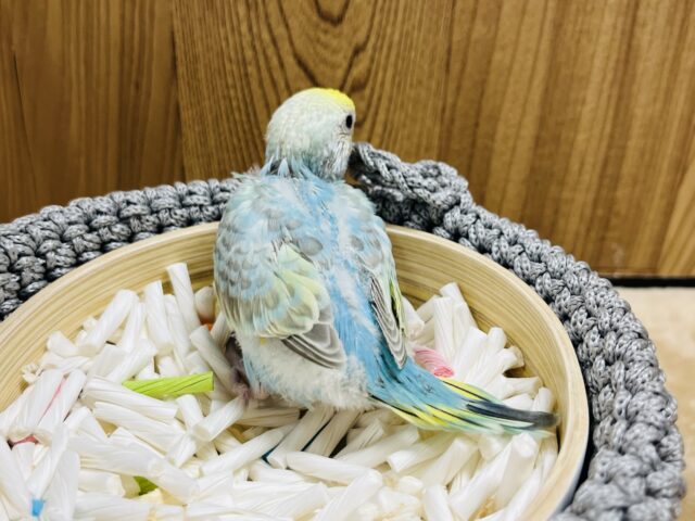 セキセイインコ