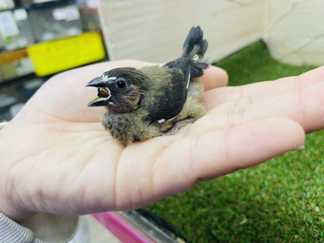 十姉妹（ジュウシマツ）