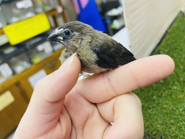 十姉妹（ジュウシマツ）