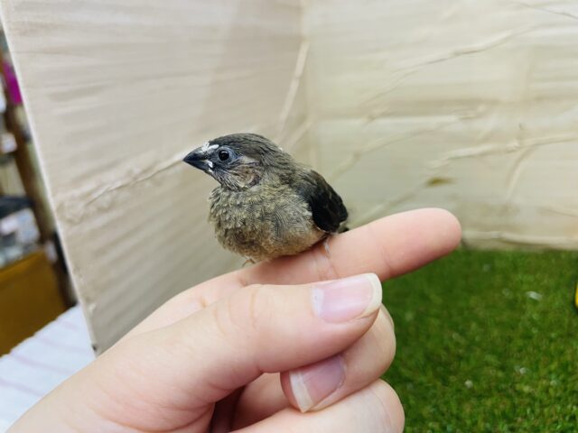 十姉妹（ジュウシマツ）