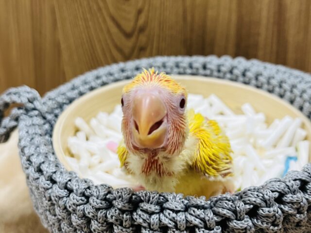 コザクラインコ（小桜インコ）