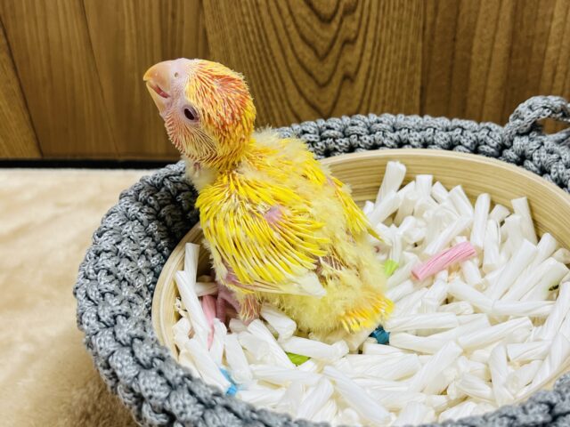 コザクラインコ（小桜インコ）