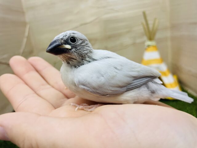 シルバー文鳥