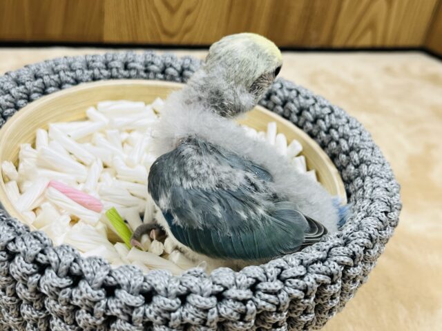 コザクラインコ（小桜インコ）