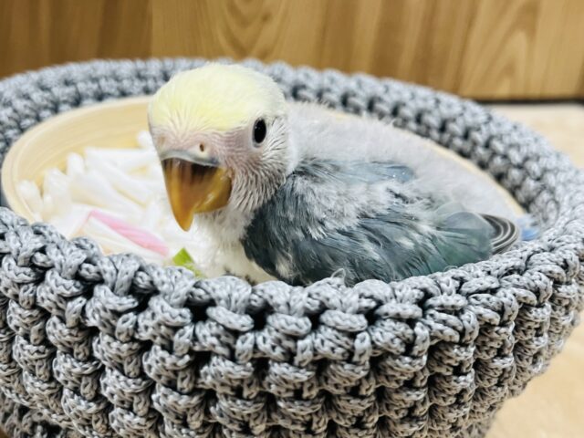 コザクラインコ（小桜インコ）