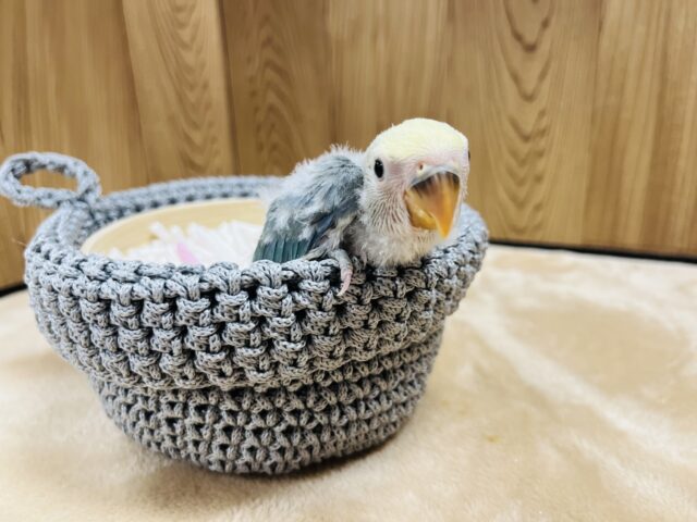 コザクラインコ（小桜インコ）