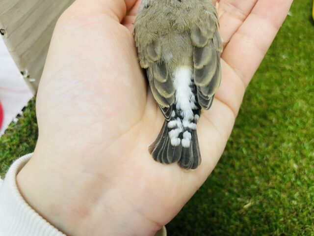 錦花鳥（キンカチョウ）