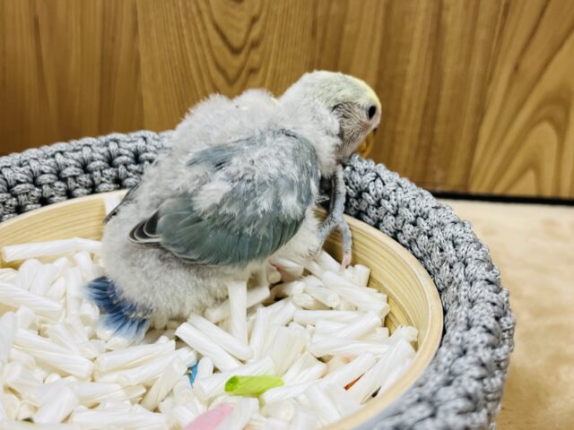 コザクラインコ（小桜インコ）