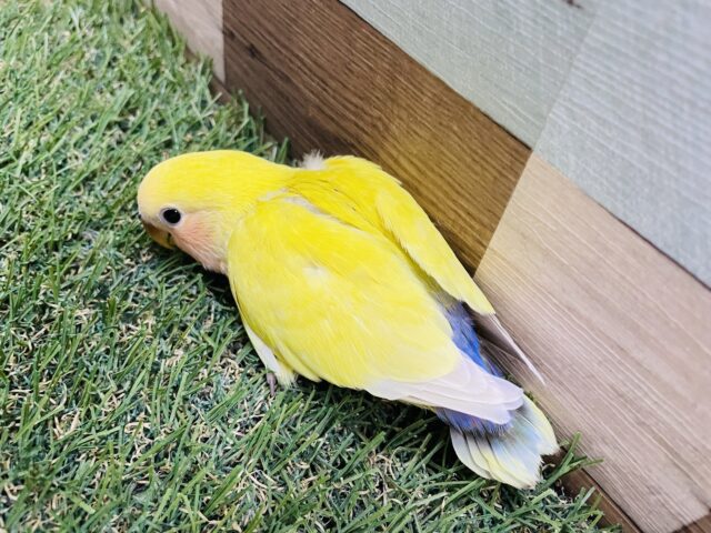 コザクラインコ（小桜インコ）