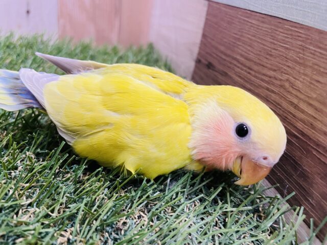 コザクラインコ（小桜インコ）