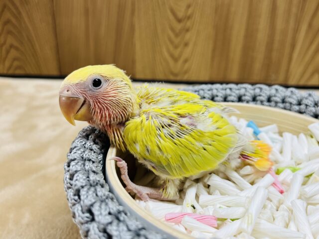 コザクラインコ（小桜インコ）