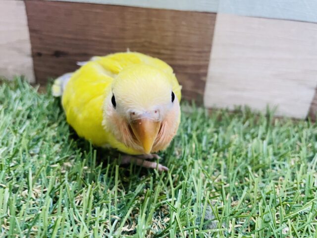 コザクラインコ（小桜インコ）