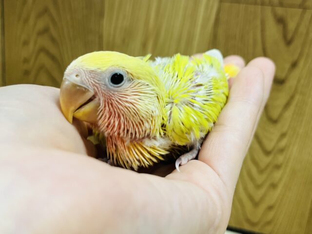 コザクラインコ（小桜インコ）