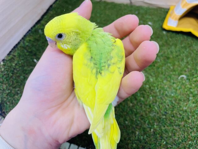 セキセイインコ
