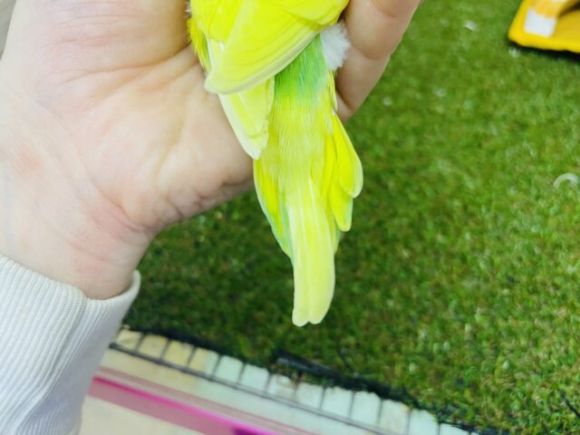 セキセイインコ