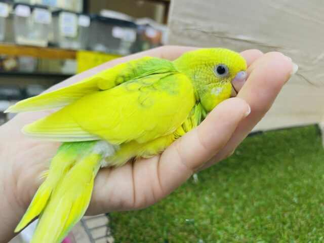 セキセイインコ