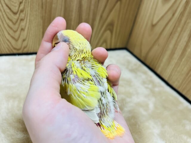 コザクラインコ（小桜インコ）