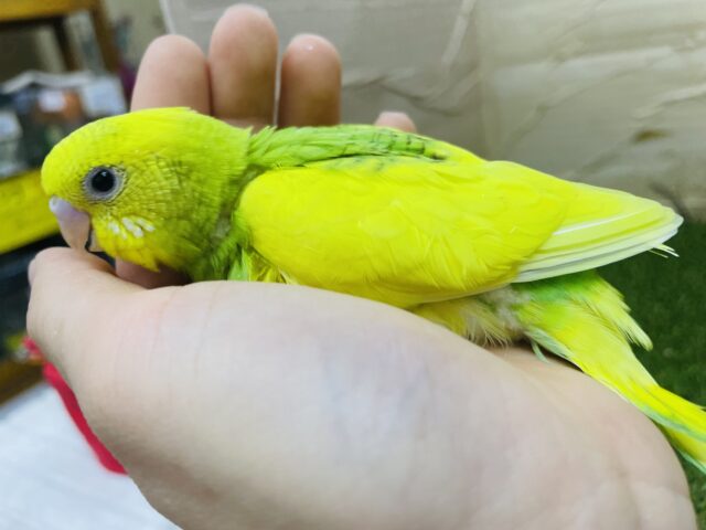 セキセイインコ