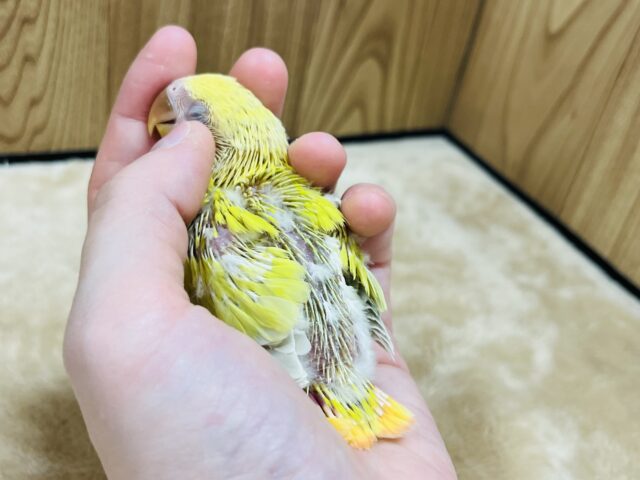 コザクラインコ（小桜インコ）