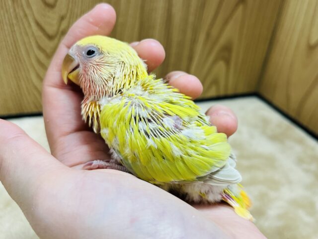コザクラインコ（小桜インコ）