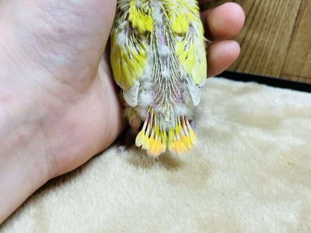 コザクラインコ（小桜インコ）