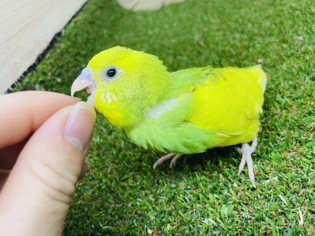 セキセイインコ