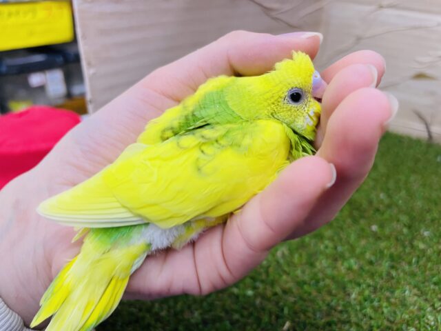 セキセイインコ