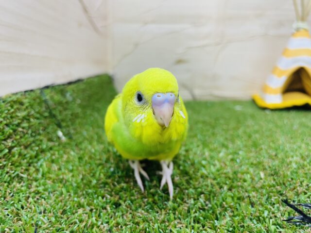 セキセイインコ