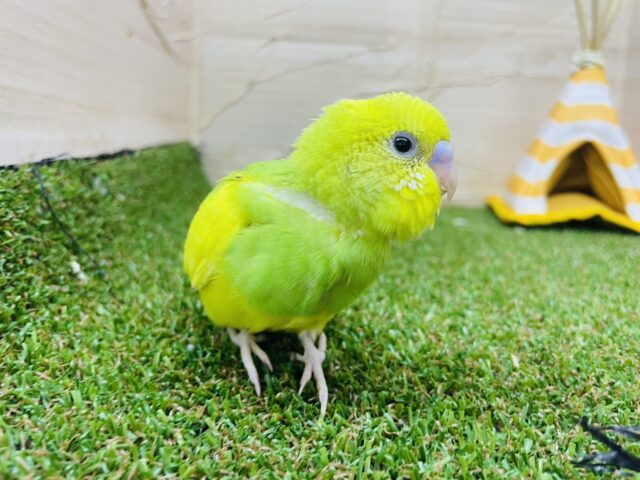 セキセイインコ