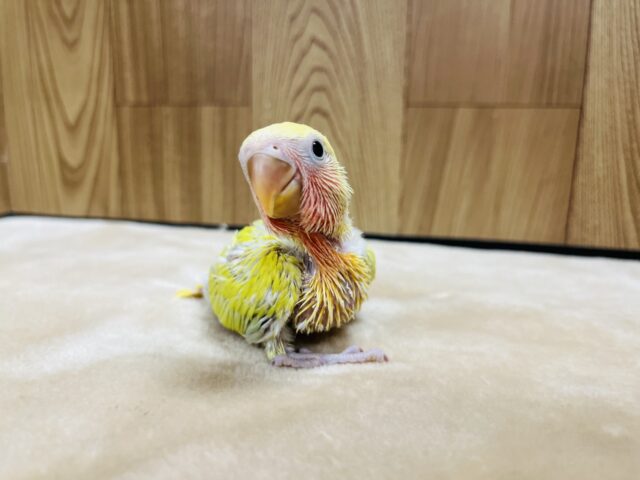 コザクラインコ（小桜インコ）