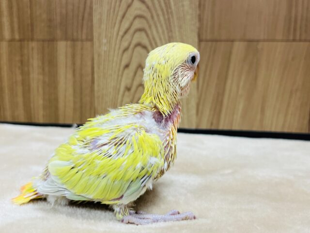 コザクラインコ（小桜インコ）