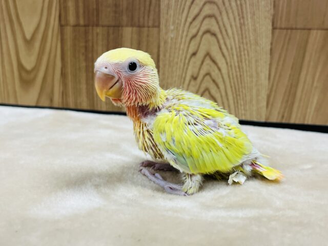 コザクラインコ（小桜インコ）
