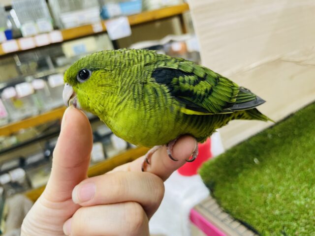 サザナミインコ