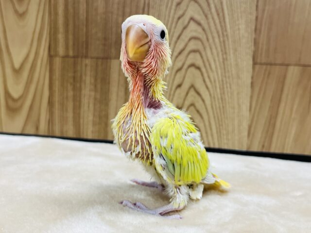 コザクラインコ（小桜インコ）