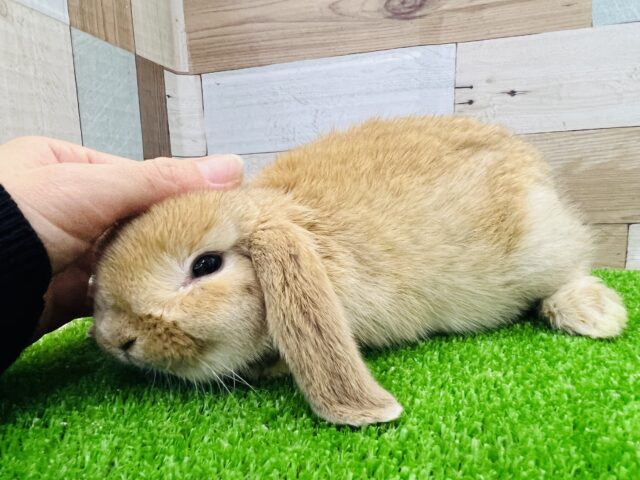 ロップイヤーラビット