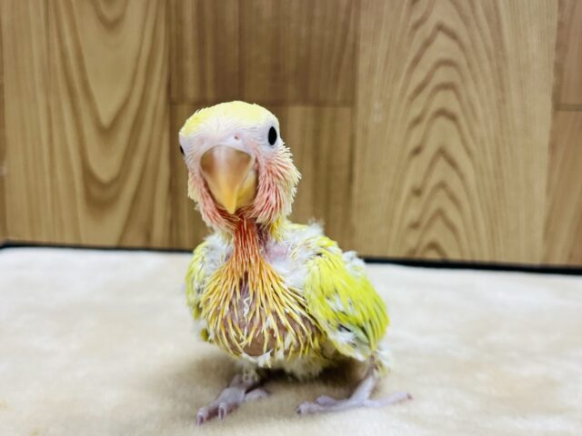コザクラインコ（小桜インコ）