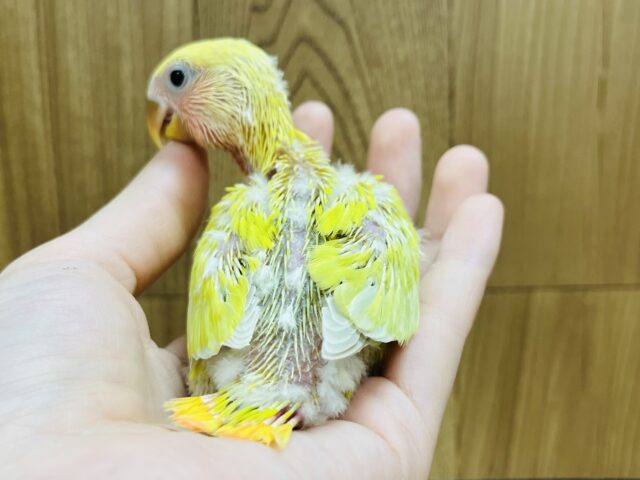 コザクラインコ（小桜インコ）