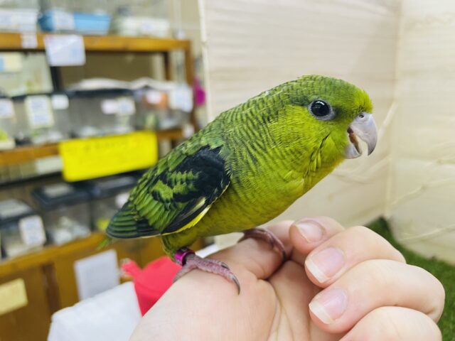 サザナミインコ
