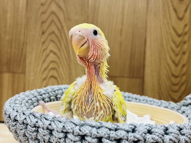 コザクラインコ（小桜インコ）