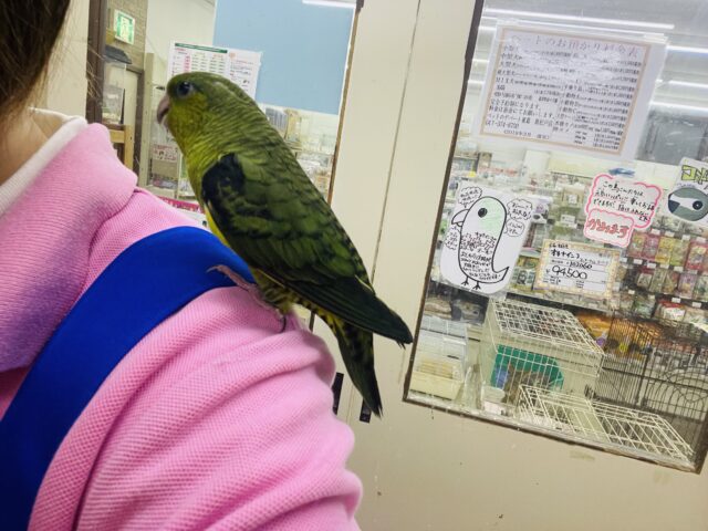 サザナミインコ